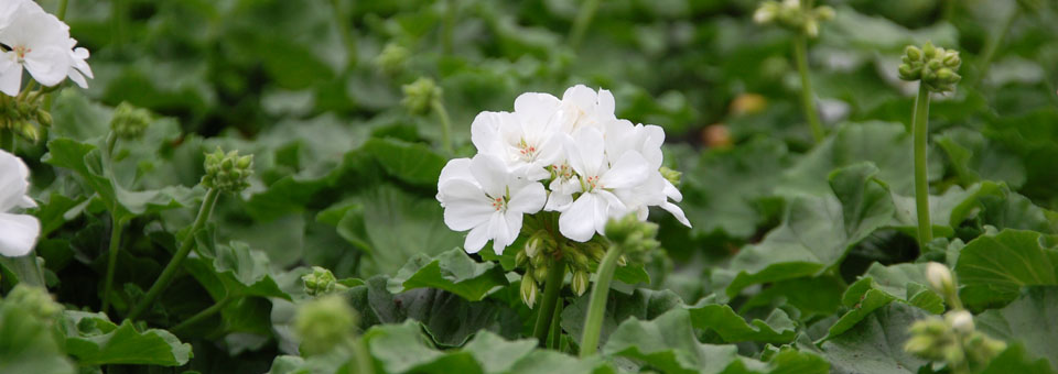 Vikans Gartneri AS - www.vikans.no